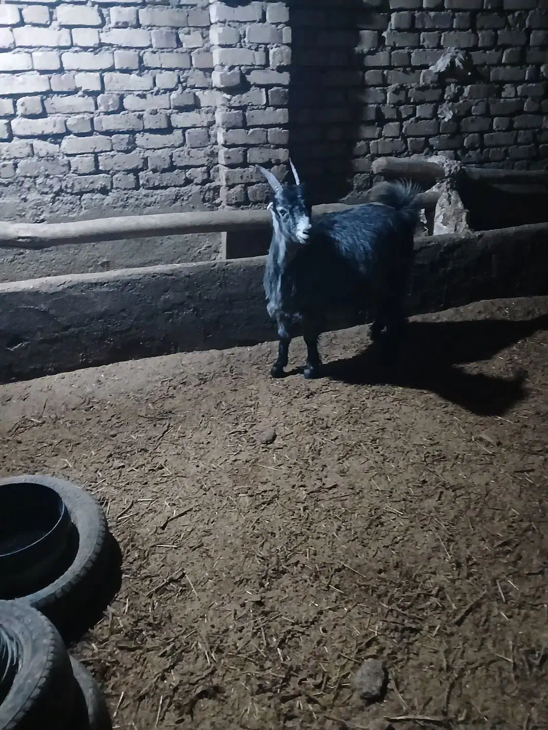 بزغاله گله|حیوانات مزرعه|قیدار, |دیوار