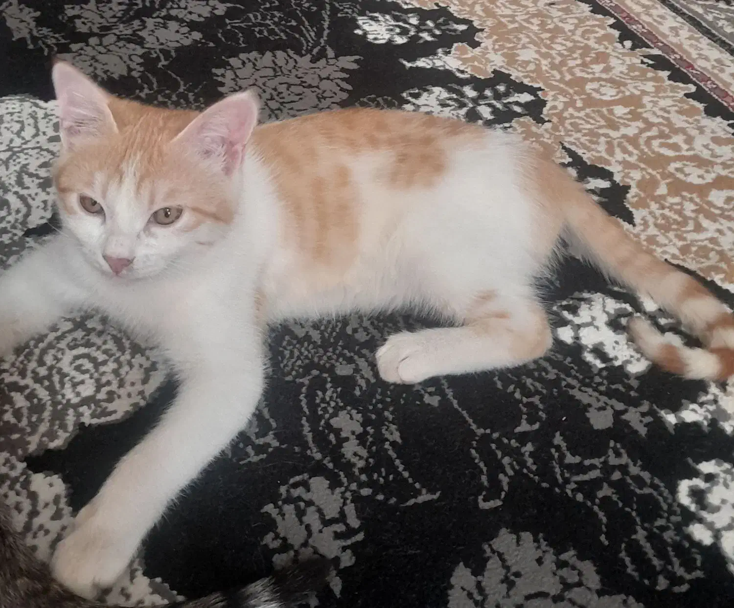 گربه چهارماهه|گربه|زابل, |دیوار