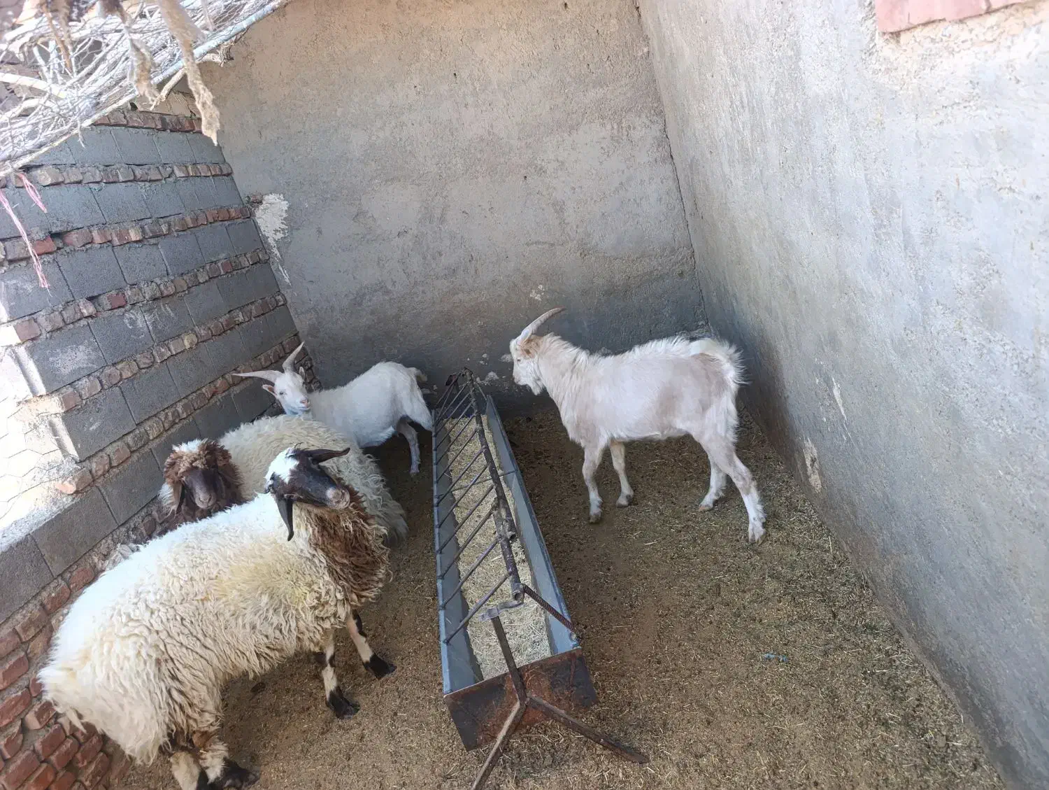 بز سانن|حیوانات مزرعه|سرایان, |دیوار