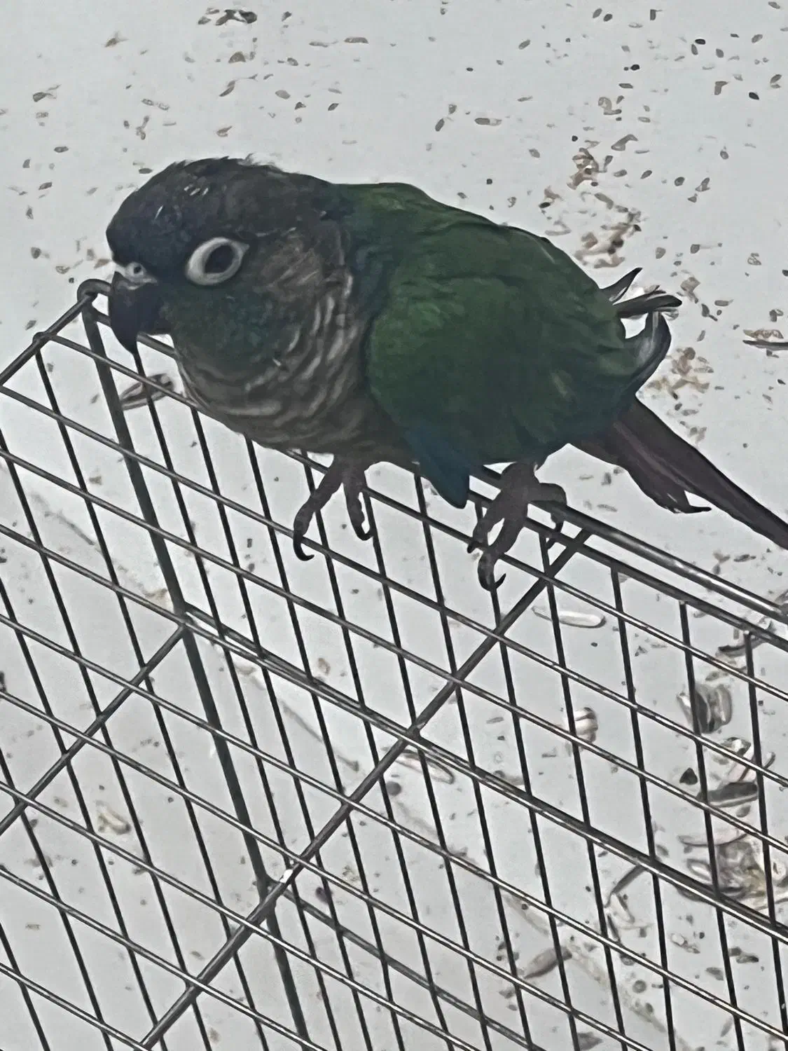 طوطی گرینچیک دستی|پرنده|اهواز, زیباشهر|دیوار