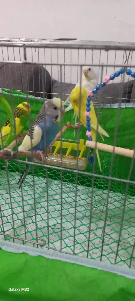 مرغ عشق|پرنده|رشت, حمیدیان|دیوار