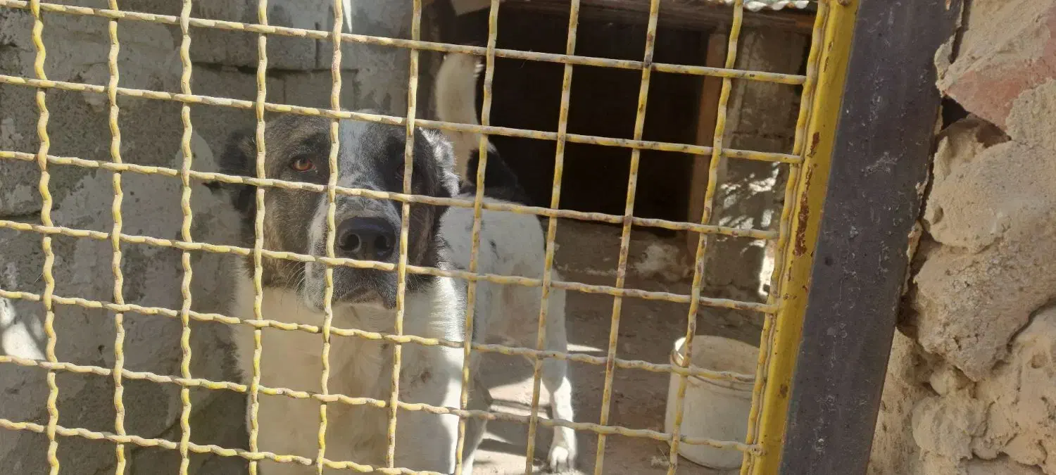 سگ نگهبان|سگ|چهارباغ, |دیوار