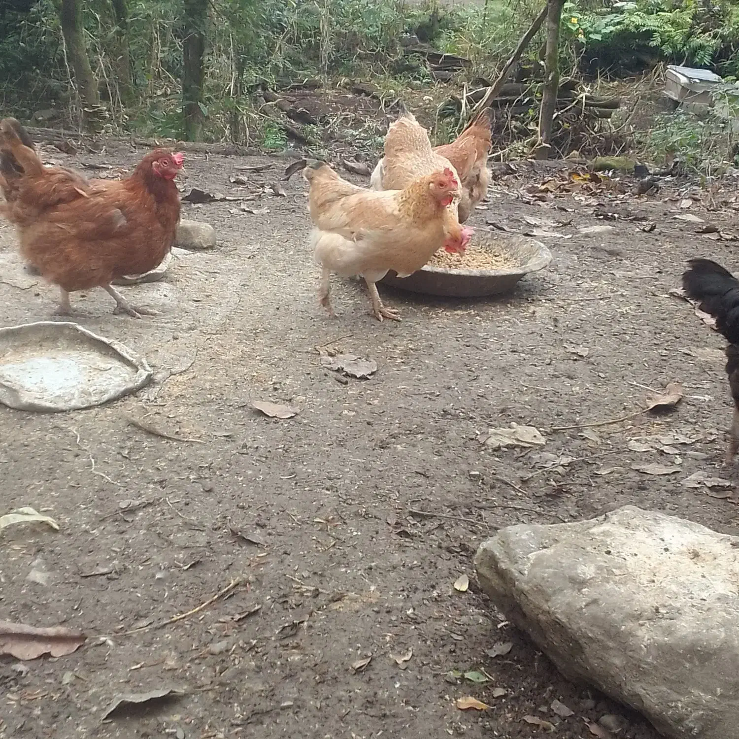 فروش مرغ محلی|حیوانات مزرعه|سیاهکل, |دیوار