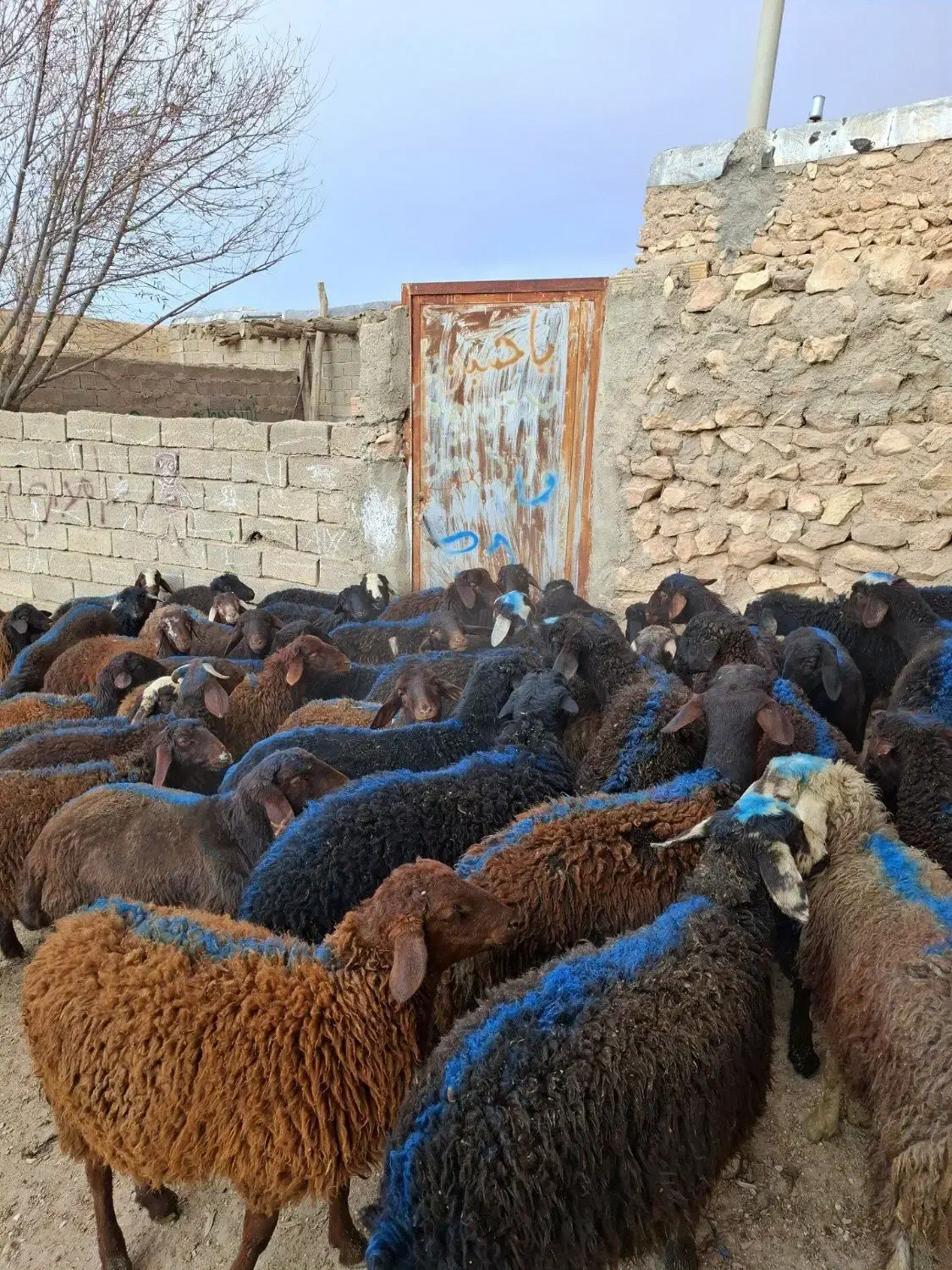 50راس نر داشتی|حیوانات مزرعه|زنجان, |دیوار