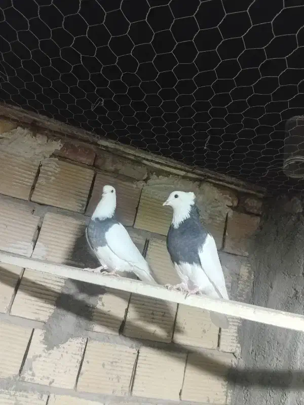 طوقی .ریش .ساده سیاه|پرنده|بیرجند, |دیوار