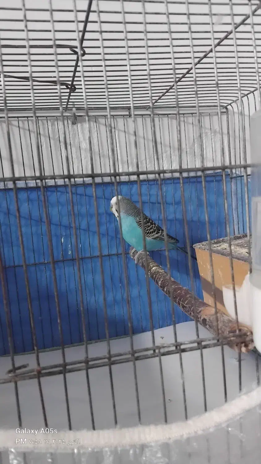 مرغ عشق|پرنده|سراب, |دیوار