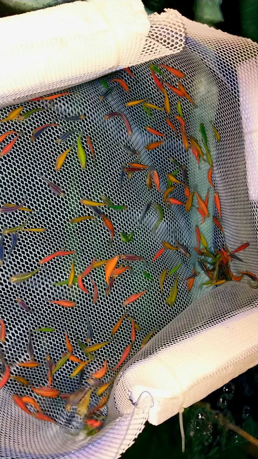 ماهی زبرا رنگی سایز 2تا3سانت|ماهی|قزوین, |دیوار