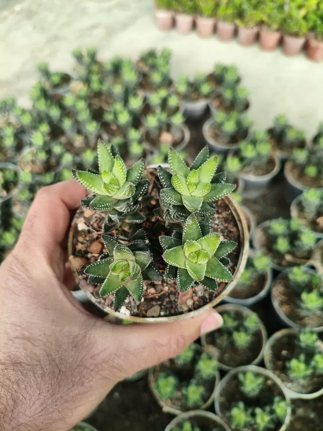 گل و گیاه|گل و گیاه طبیعی|گلبهار, نوبهار|دیوار