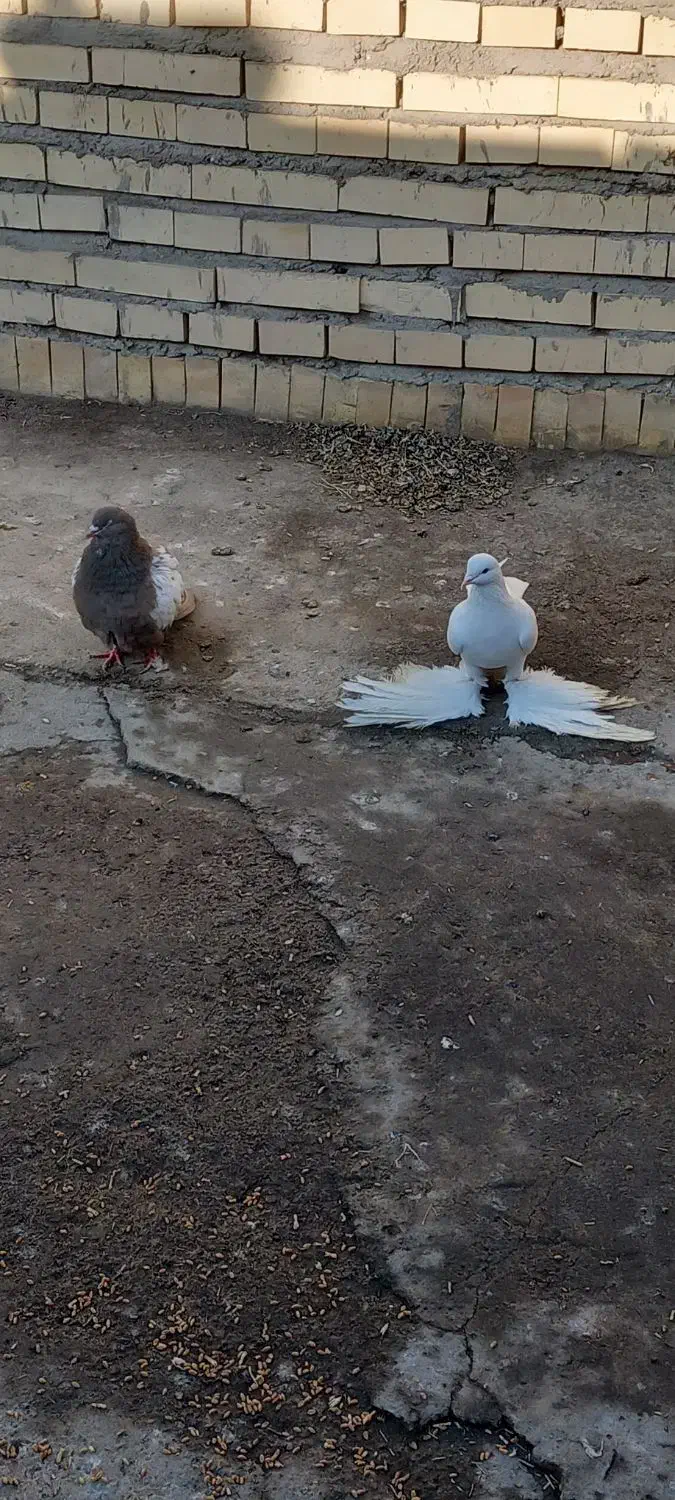 یک عدد توهلی و تهرانی|پرنده|تیکمه داش, |دیوار