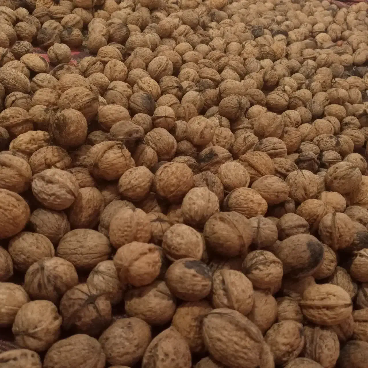 گردو و فندق درجه ۱ گیلان،یلاقی|خوردنی و آشامیدنی|قم, کلهری|دیوار