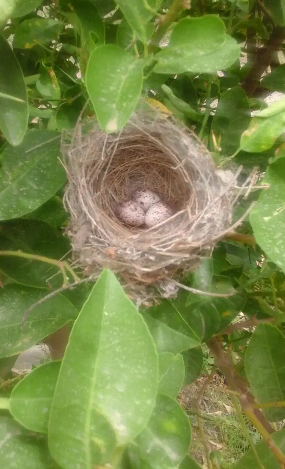 پرنده ماده|پرنده|قم, شاه ابراهیم|دیوار