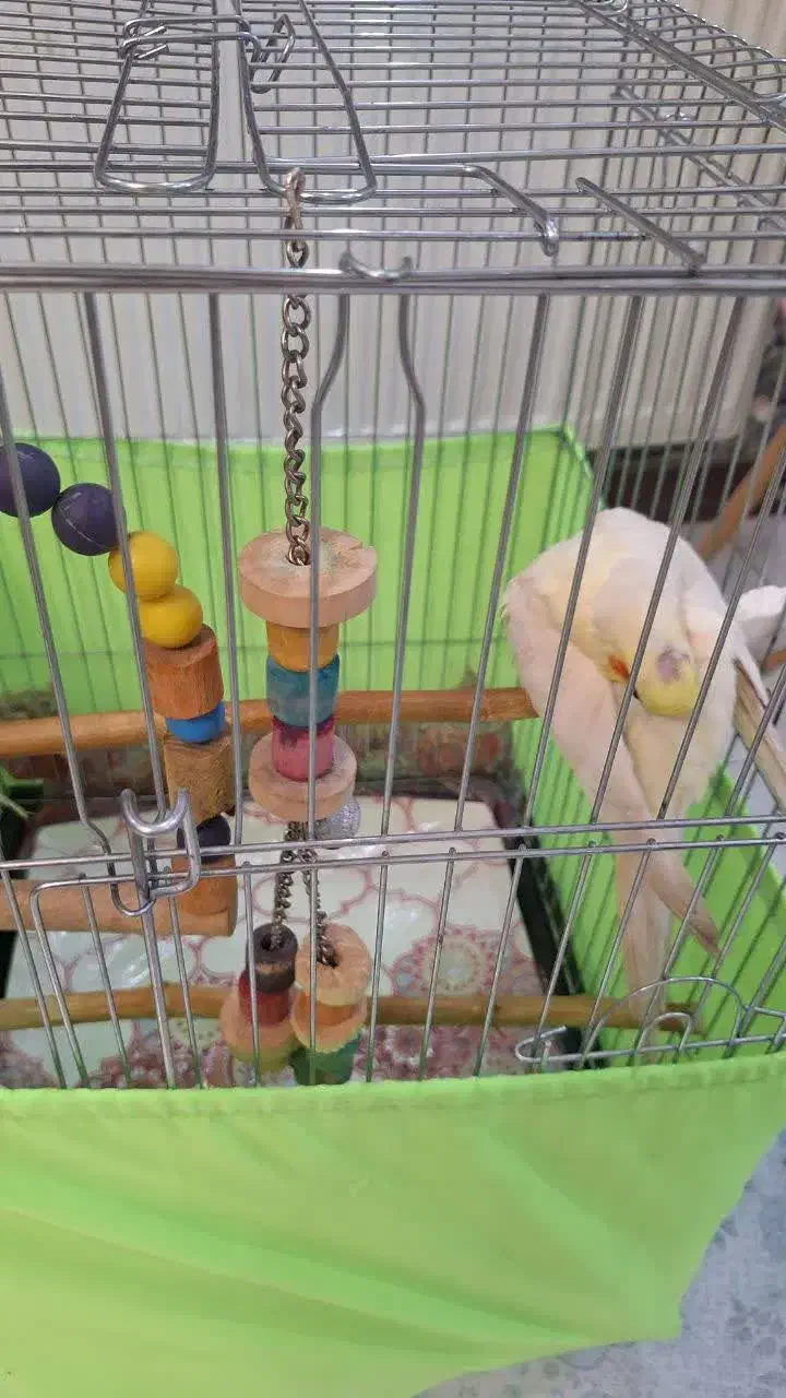 عروس هلندی|پرنده|تهران, هاشمی|دیوار