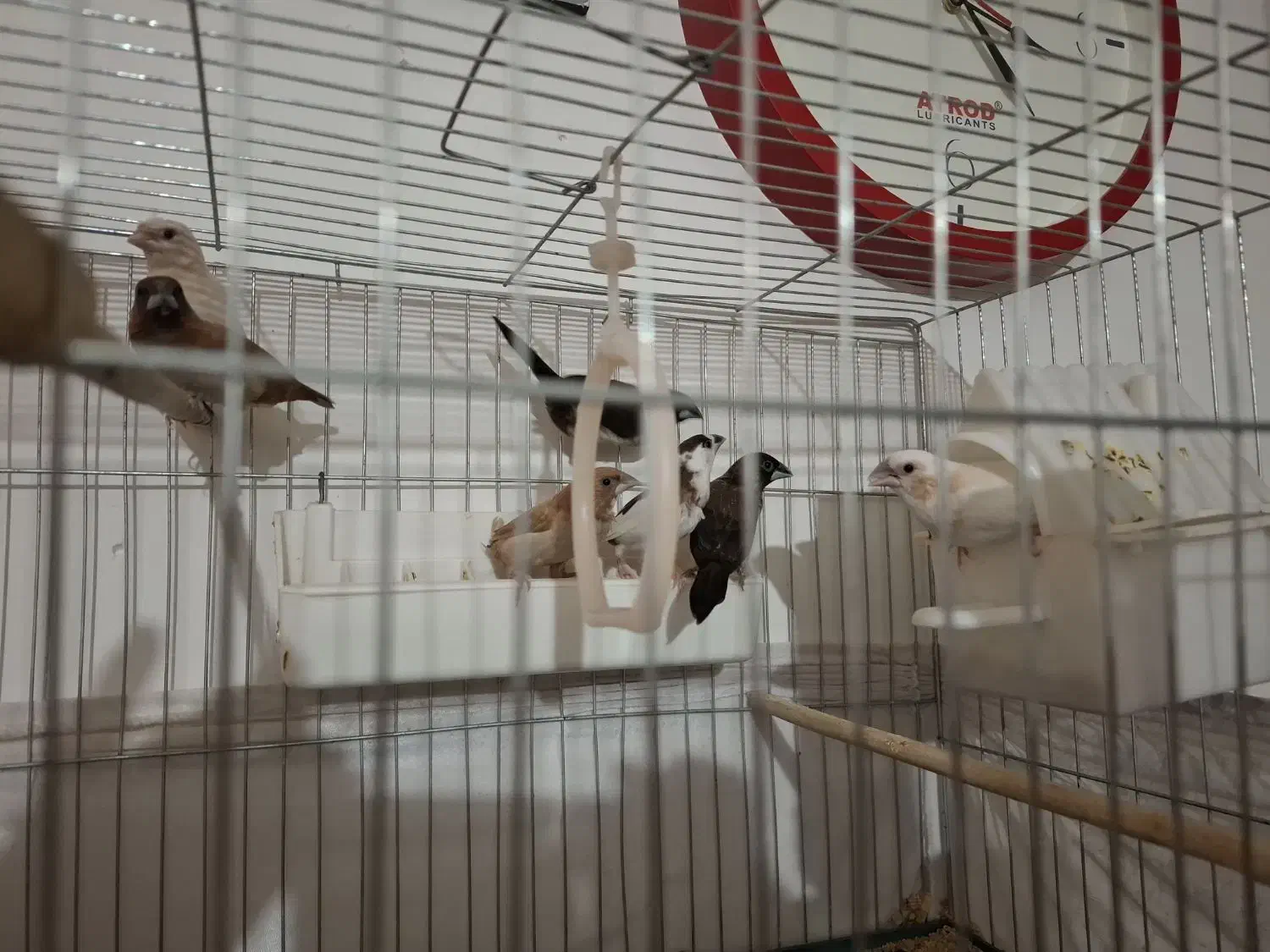 فنج بنگالی|پرنده|پاکدشت, حصار امیر|دیوار