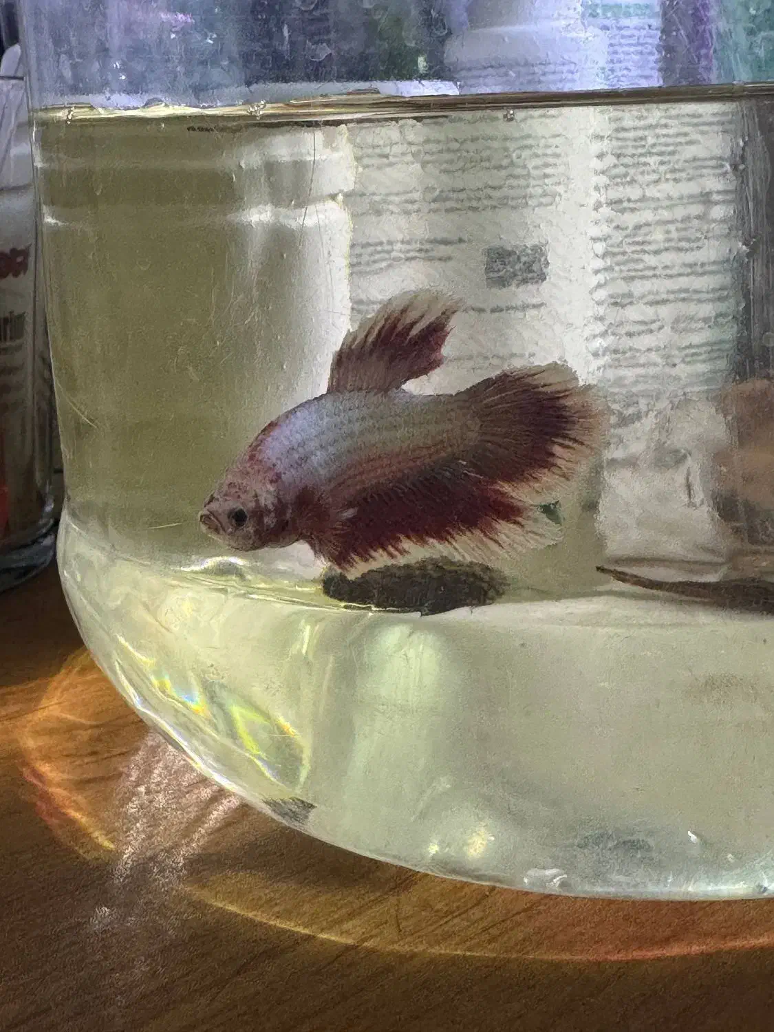 فایتر پلاکت نر رد باترفلای|ماهی|ارومیه, |دیوار