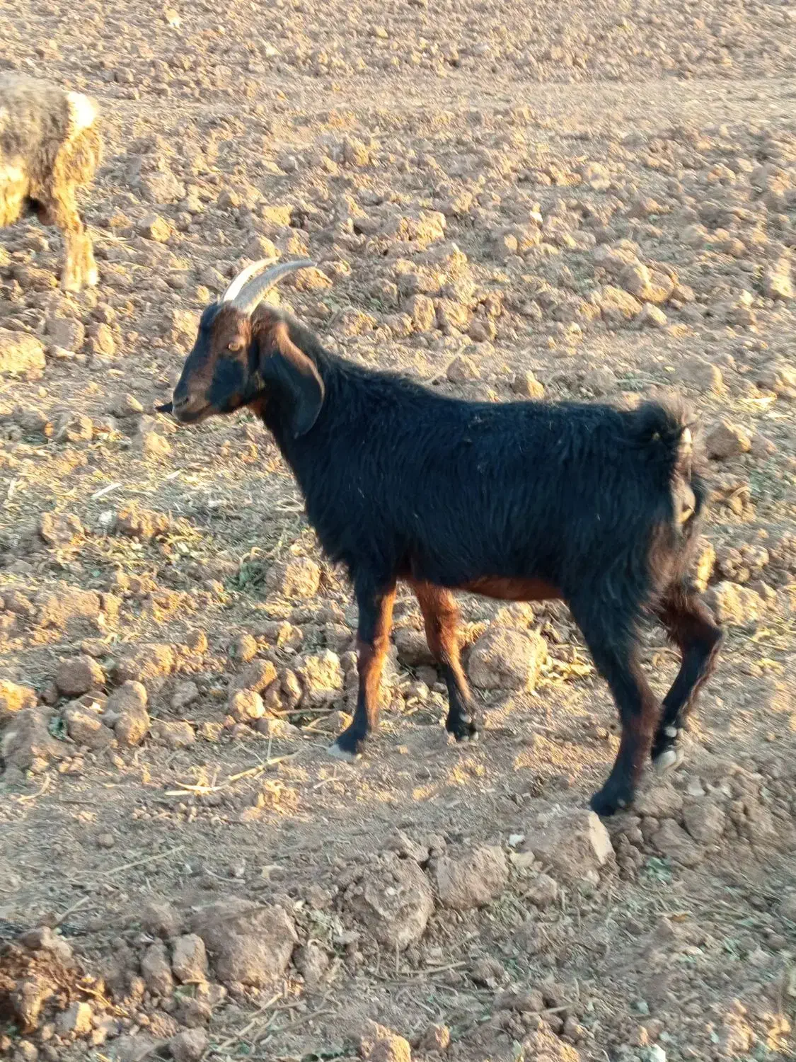 بز ترکی مخصوص داشت|حیوانات مزرعه|سده (فارس), |دیوار