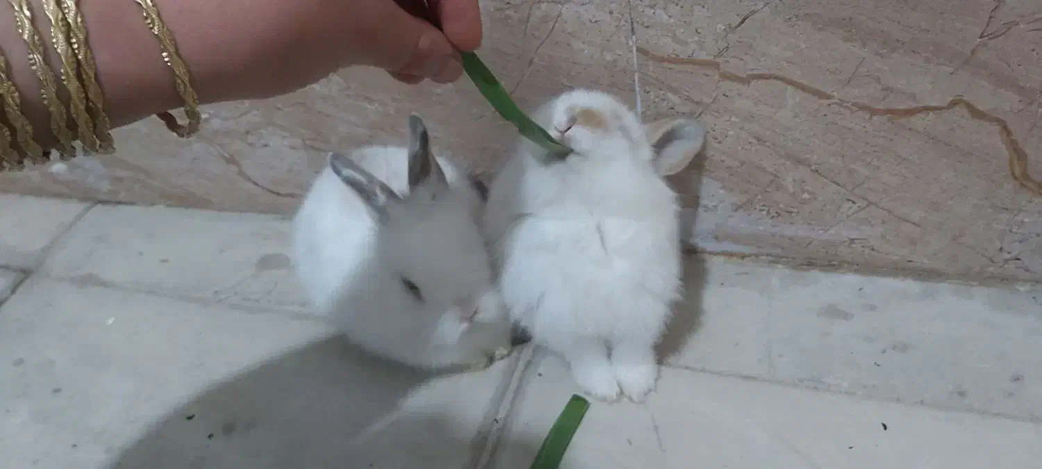 فروش خرگوش|موش و خرگوش|پیرانشهر, |دیوار