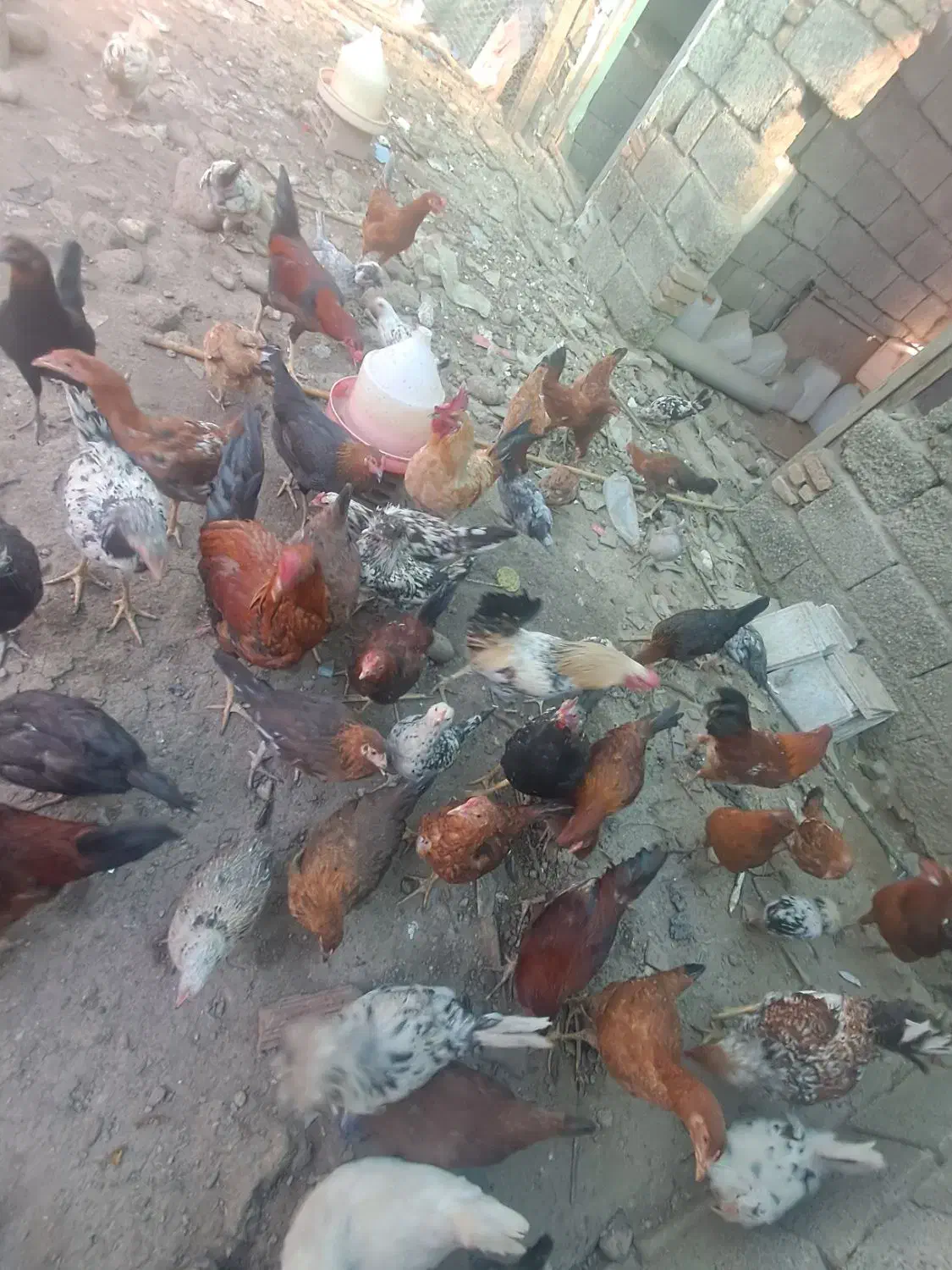 مرغ محلی اصل|حیوانات مزرعه|رامیان, |دیوار