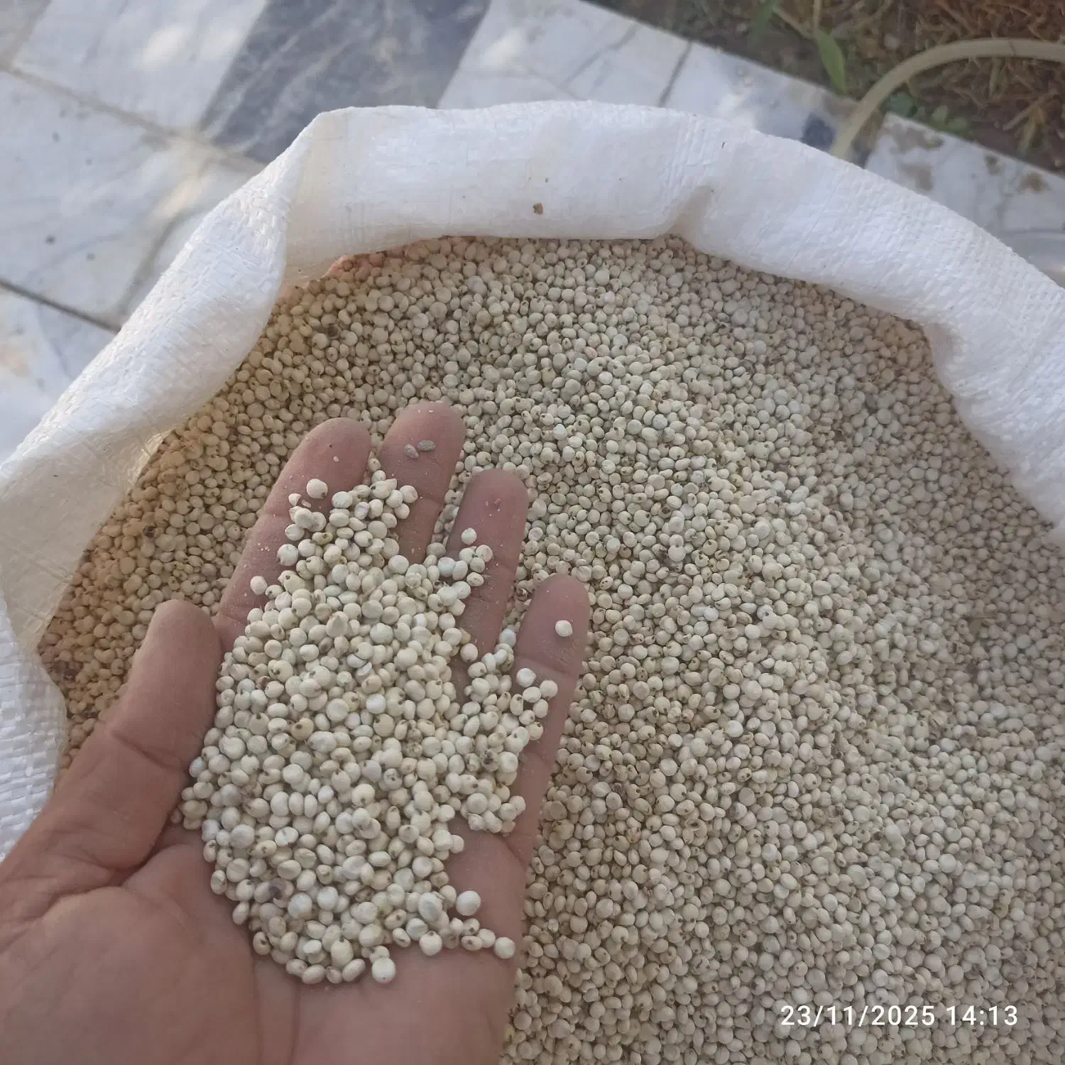 آرد ذرت شلو|خوردنی و آشامیدنی|مهرستان, |دیوار