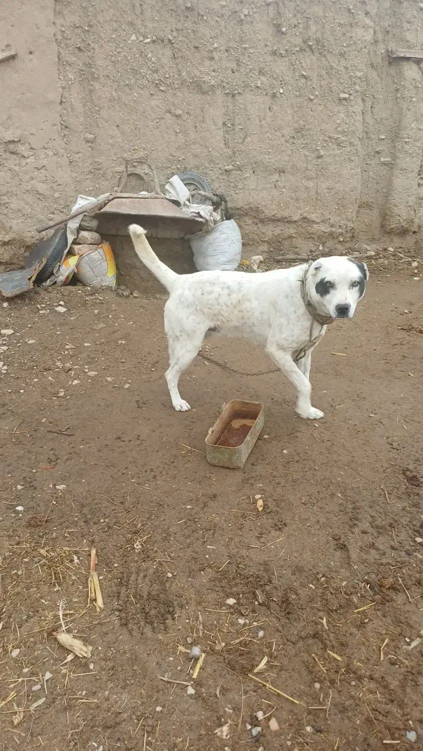 سگ نگهبان|سگ|اسفراین, |دیوار