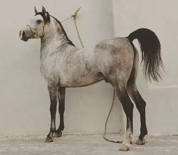 اسب|اسب و تجهیزات اسب‌سواری|صحنه, |دیوار