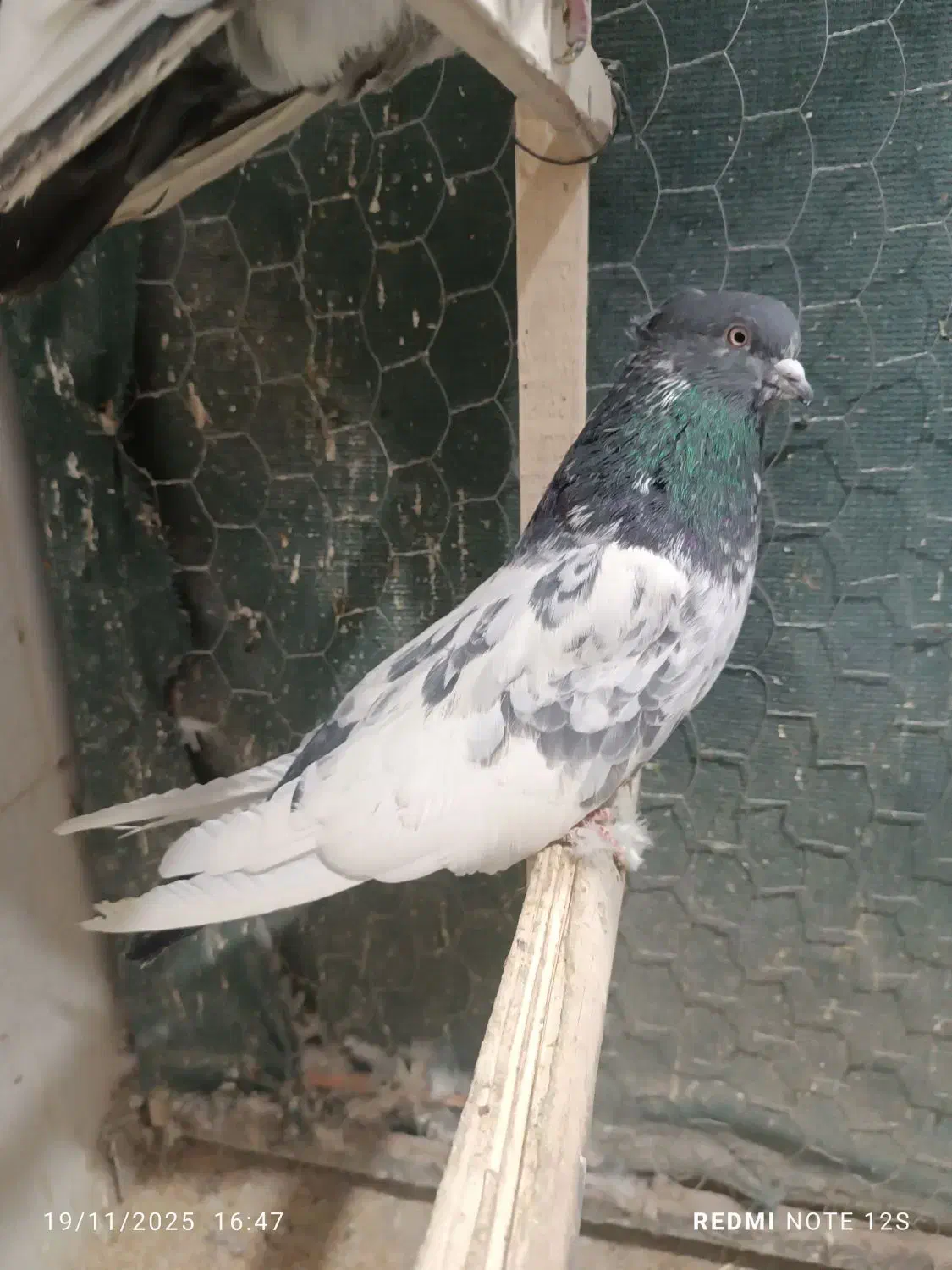 کله دم سبز|پرنده|کبودرآهنگ, |دیوار