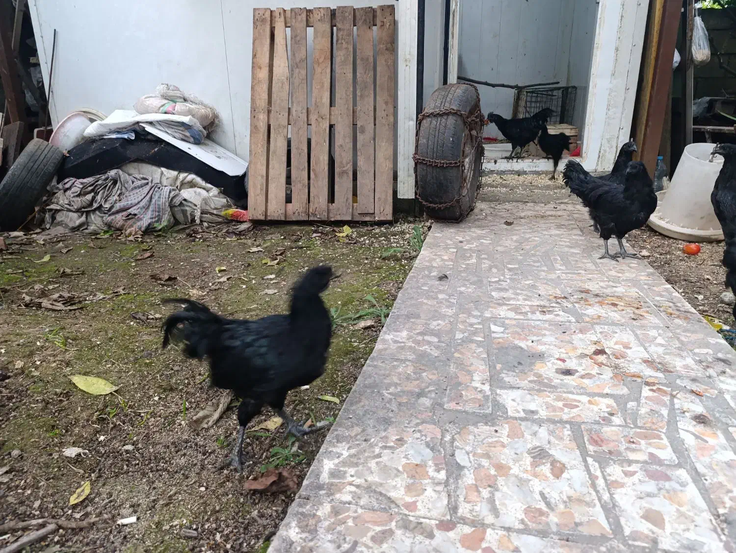 ایام سمانی|حیوانات مزرعه|کتالم و سادات شهر, |دیوار