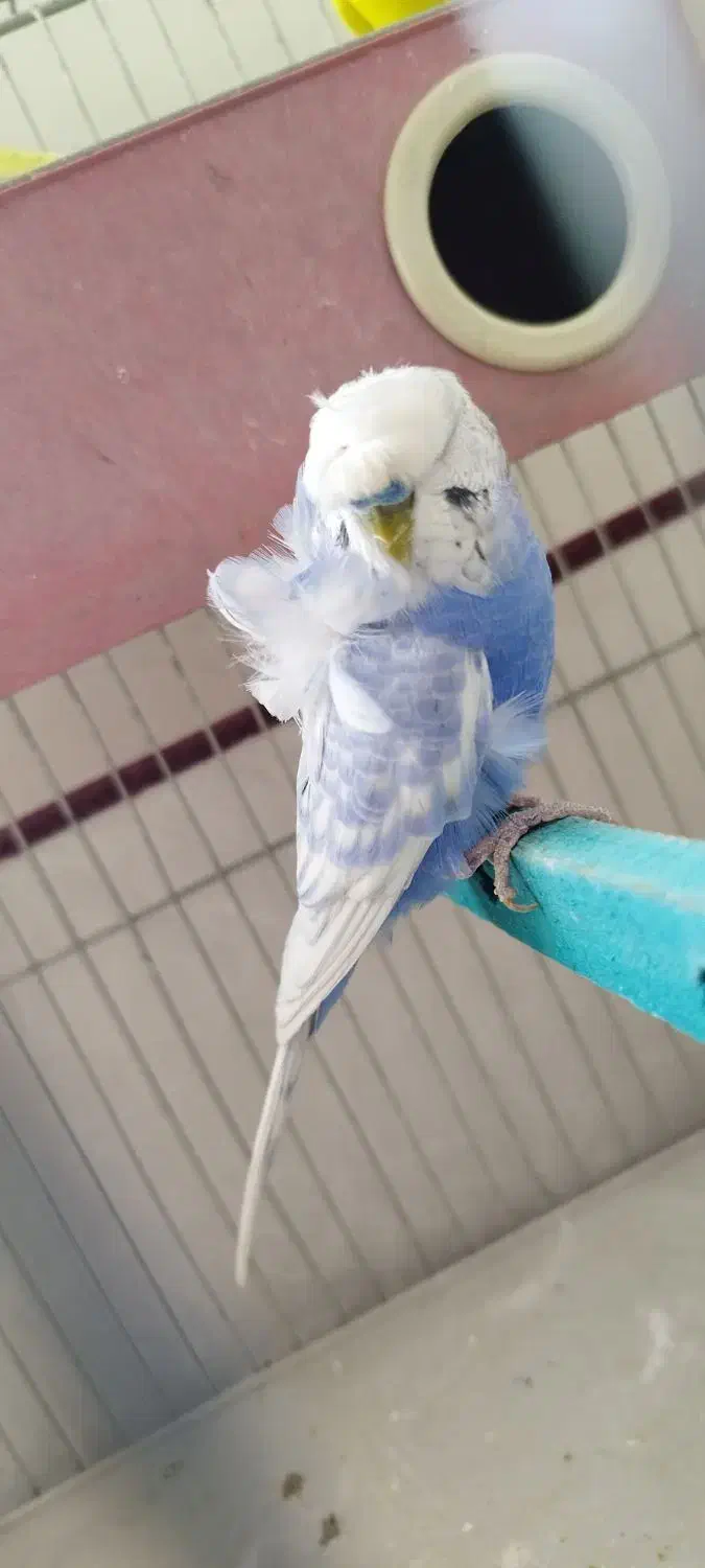 مرغ عشق|پرنده|بوکان, |دیوار