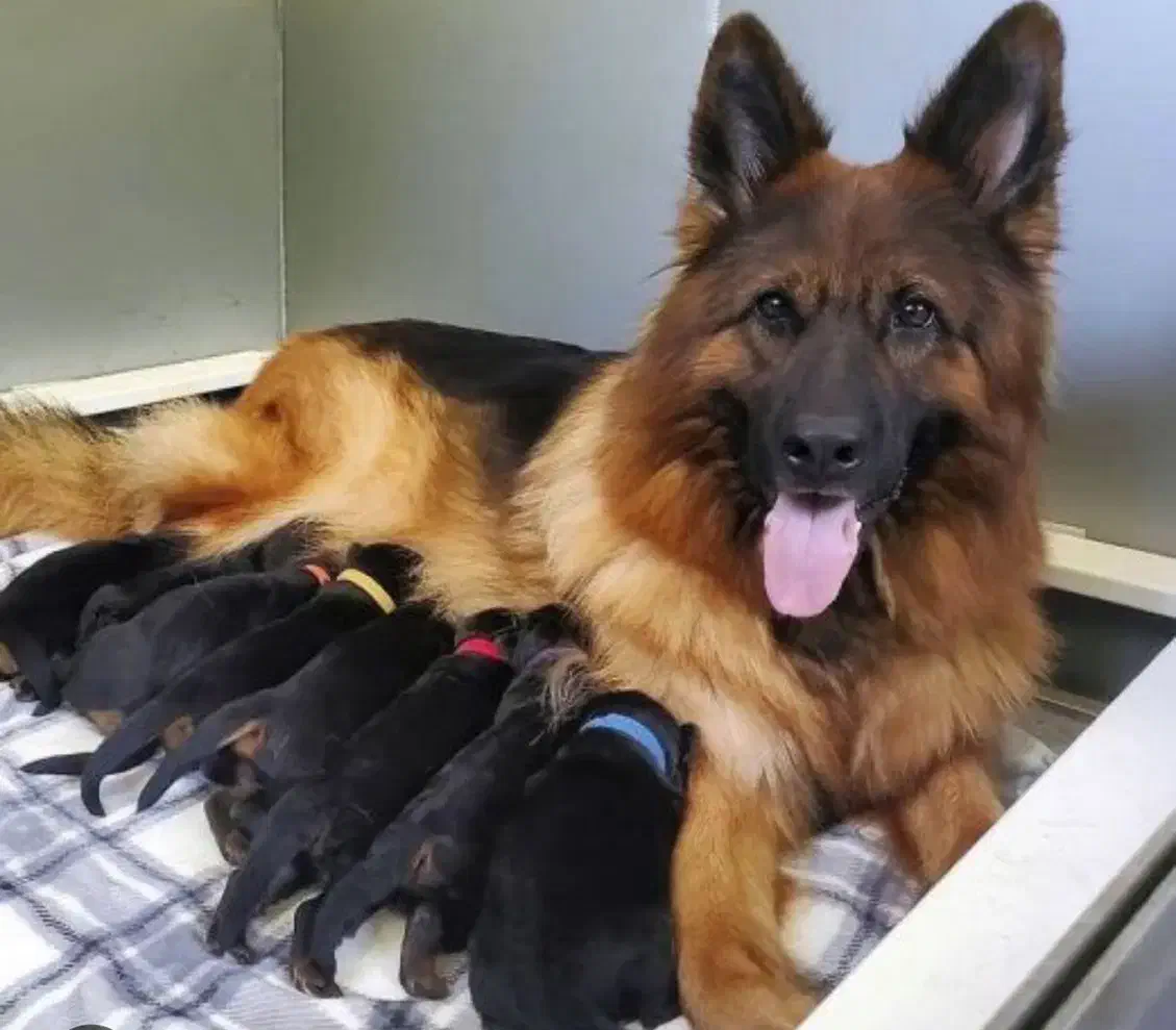 سگ ژرمن|سگ|کرج, عظیمیه|دیوار