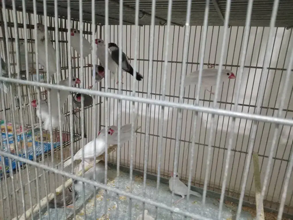 فنچ و مرغ عشق|پرنده|چهارباغ, |دیوار