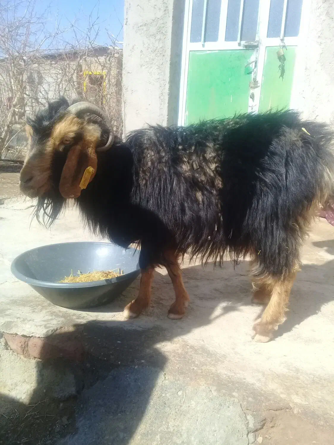 بز محلی|حیوانات مزرعه|قهستان, |دیوار