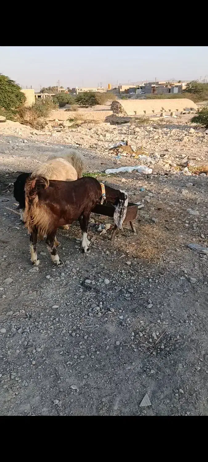 میش با بز|حیوانات مزرعه|خورموج, |دیوار