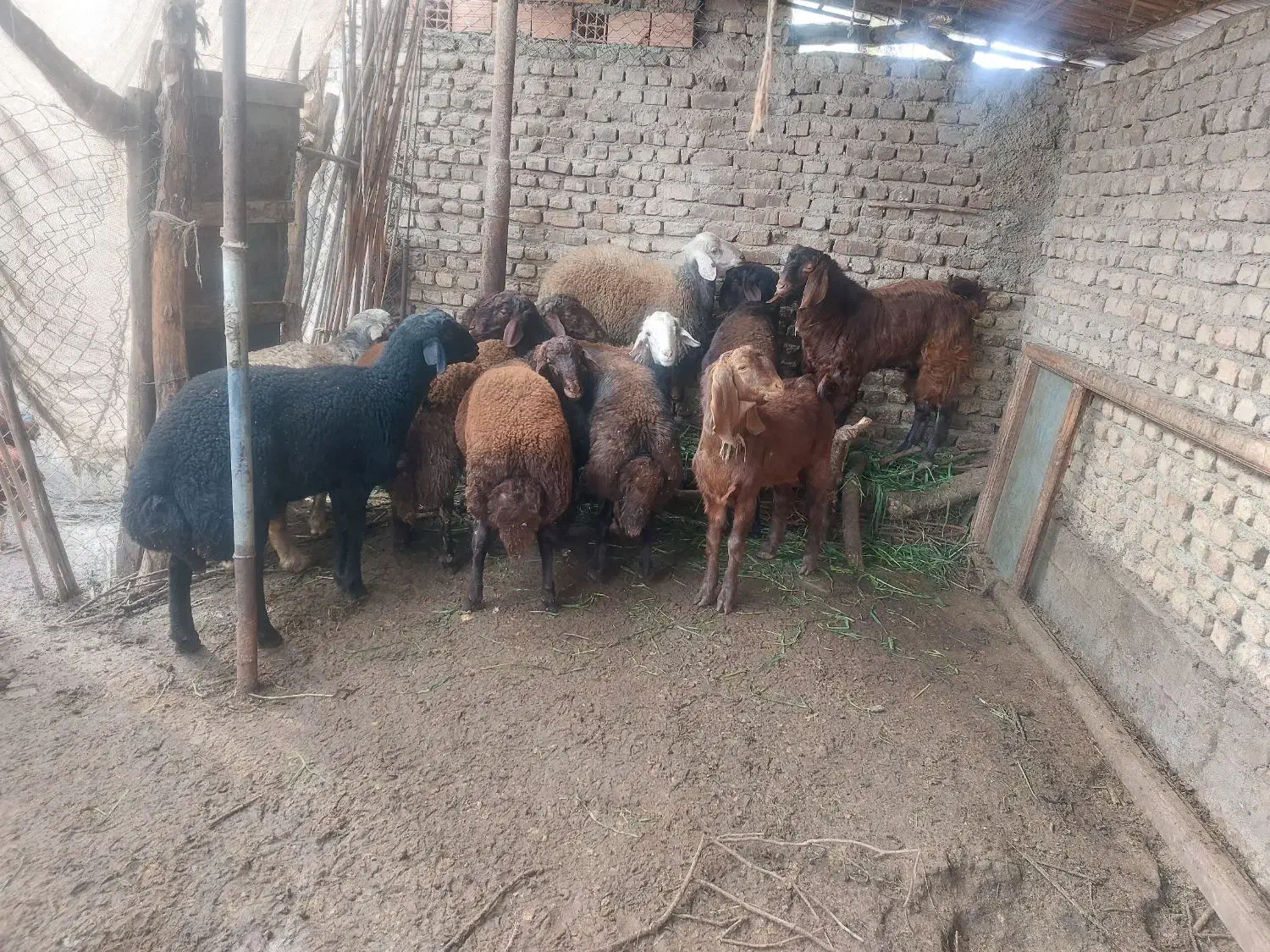 بره نر ‌خانگی|حیوانات مزرعه|گرگان, |دیوار