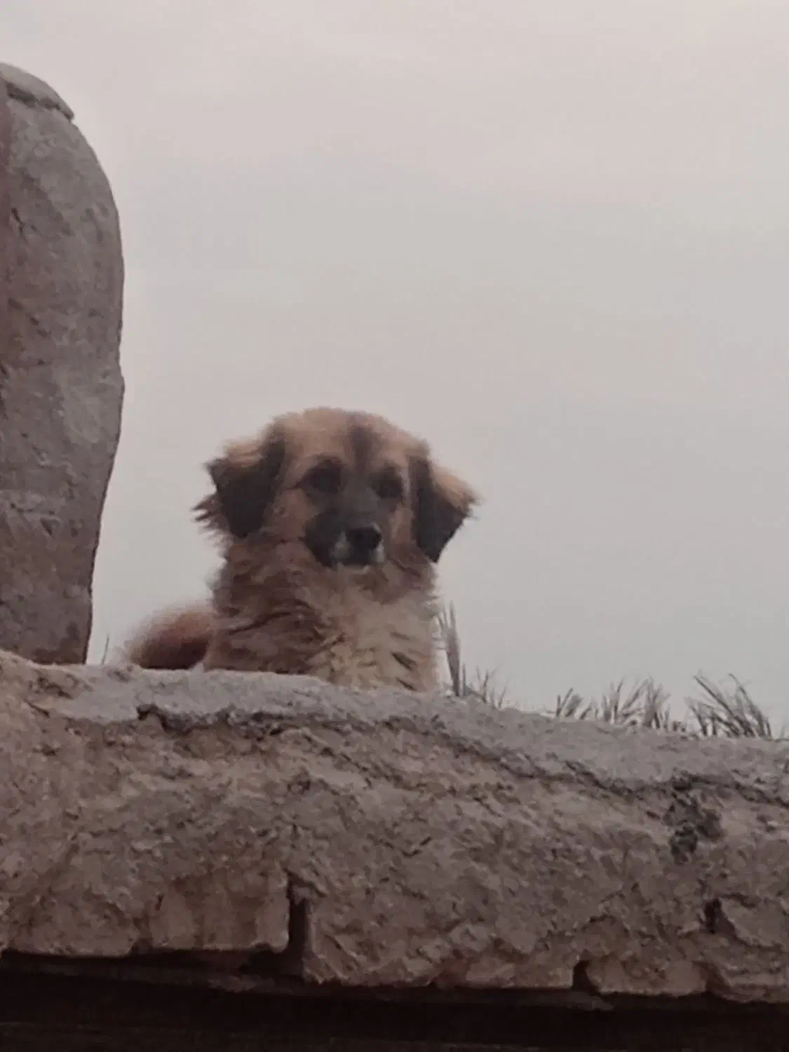 سگ پاکوتاه|سگ|خمک, |دیوار