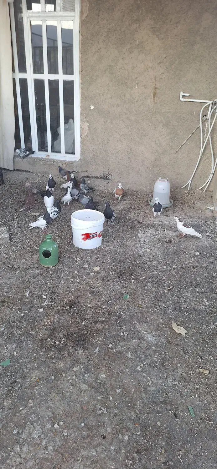 کبوتر|پرنده|شیراز, کرونی(خاتونک)|دیوار