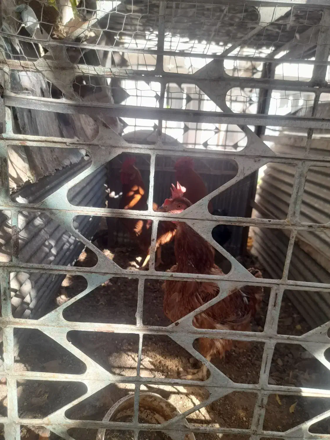 خروس خانگی امسالی|حیوانات مزرعه|تربتحیدریه, آسایش|دیوار