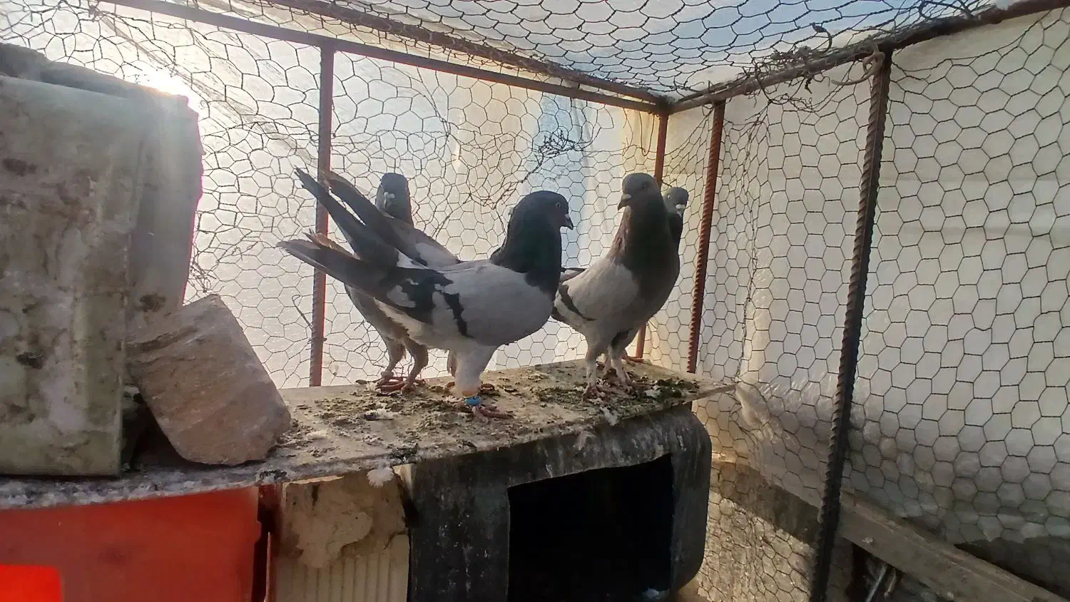 تعدا ۱۰ عدد کبوتر|پرنده|سامان, |دیوار