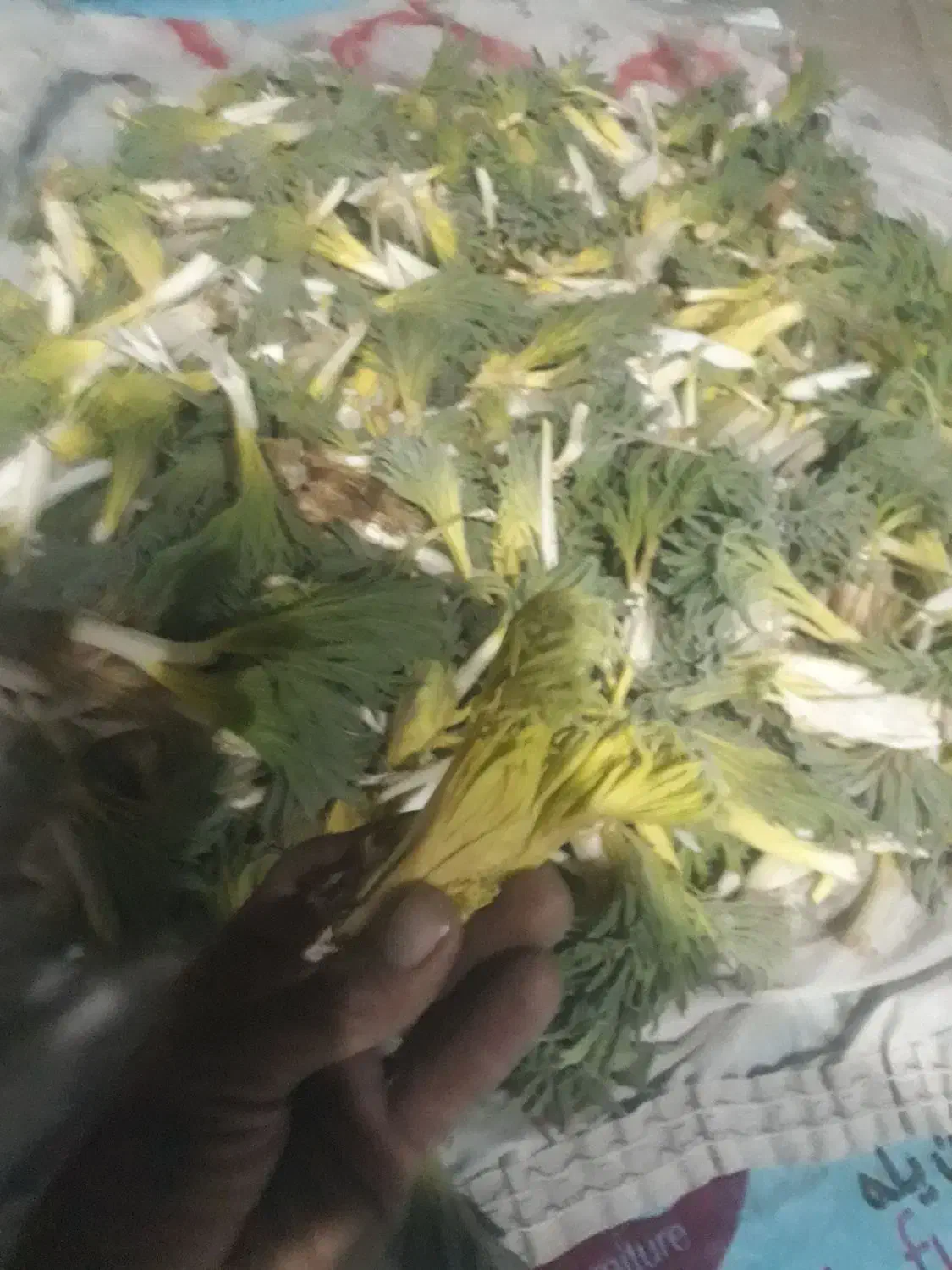 سلام (کما)..|حراج|بیرجند, |دیوار