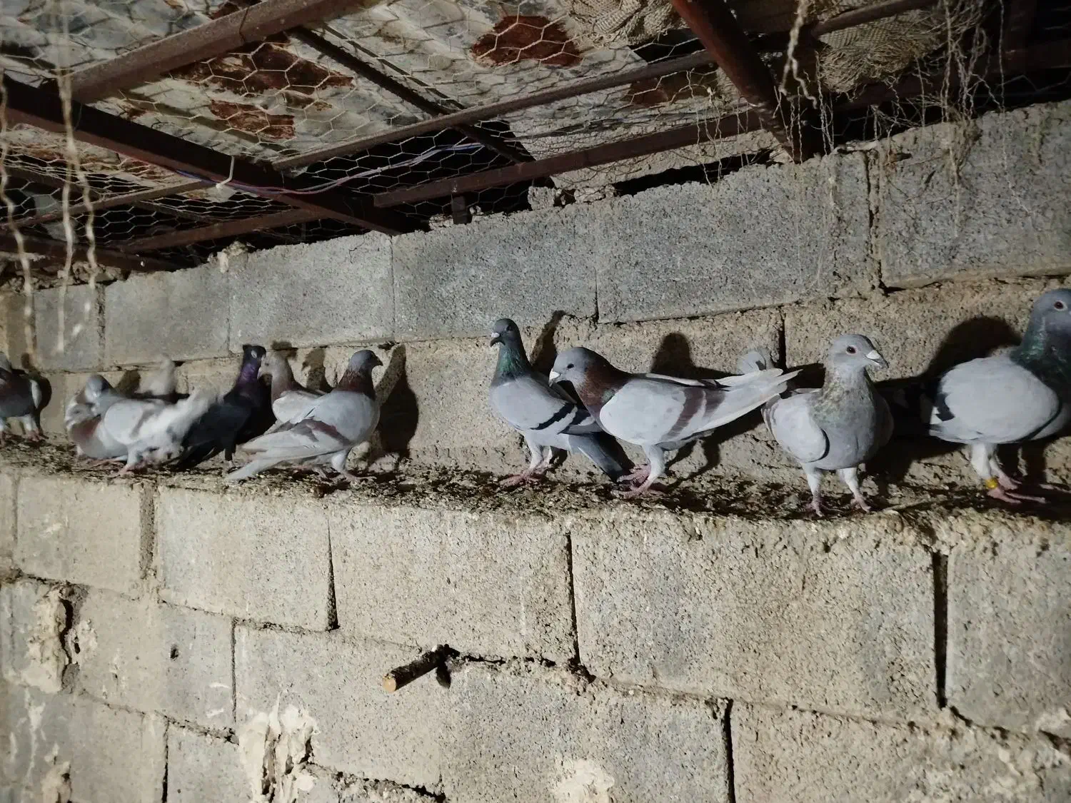 کبوتر پوسپیازی|پرنده|برازجان, |دیوار