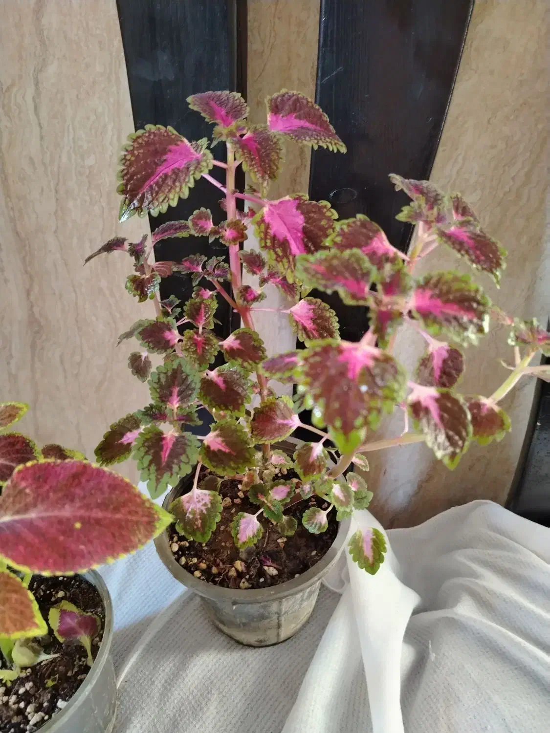 گل طبیعی آپارتمانی|گل و گیاه طبیعی|ایرانشهر, |دیوار