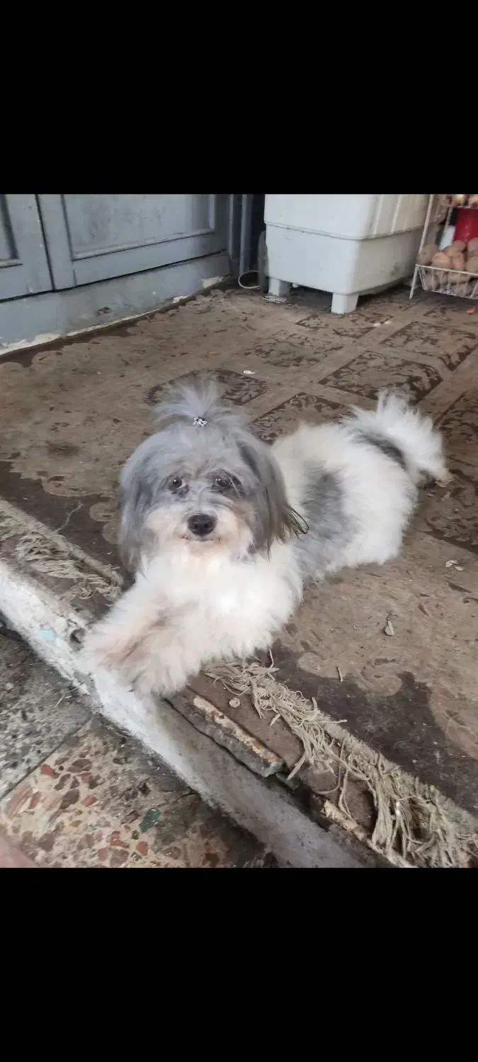 شیتزو عروسکی|سگ|رشت, دیانتی|دیوار