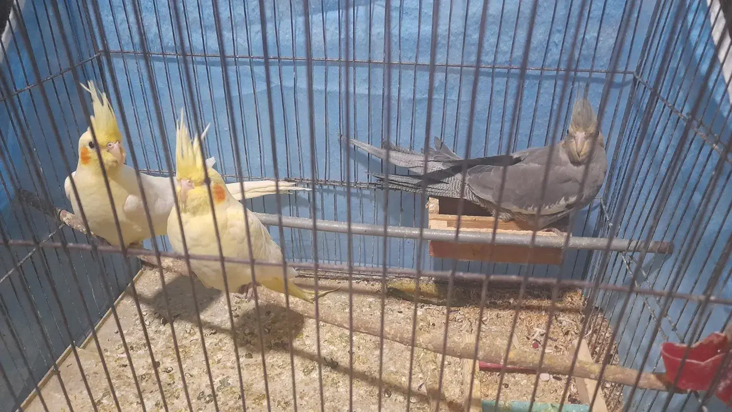 عروس هلندی لوتینو|حیوانات|اراک, |دیوار