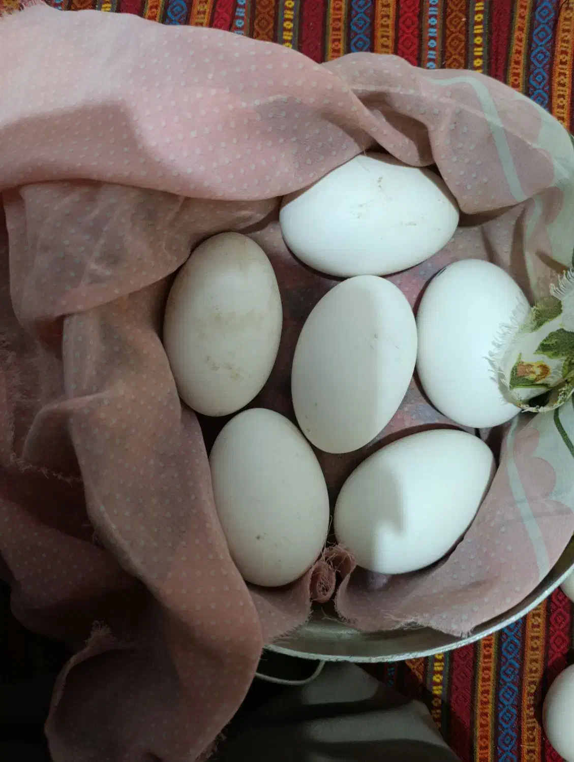 تخم قوقاز نطفه دار سفید|حیوانات مزرعه|زابل, |دیوار