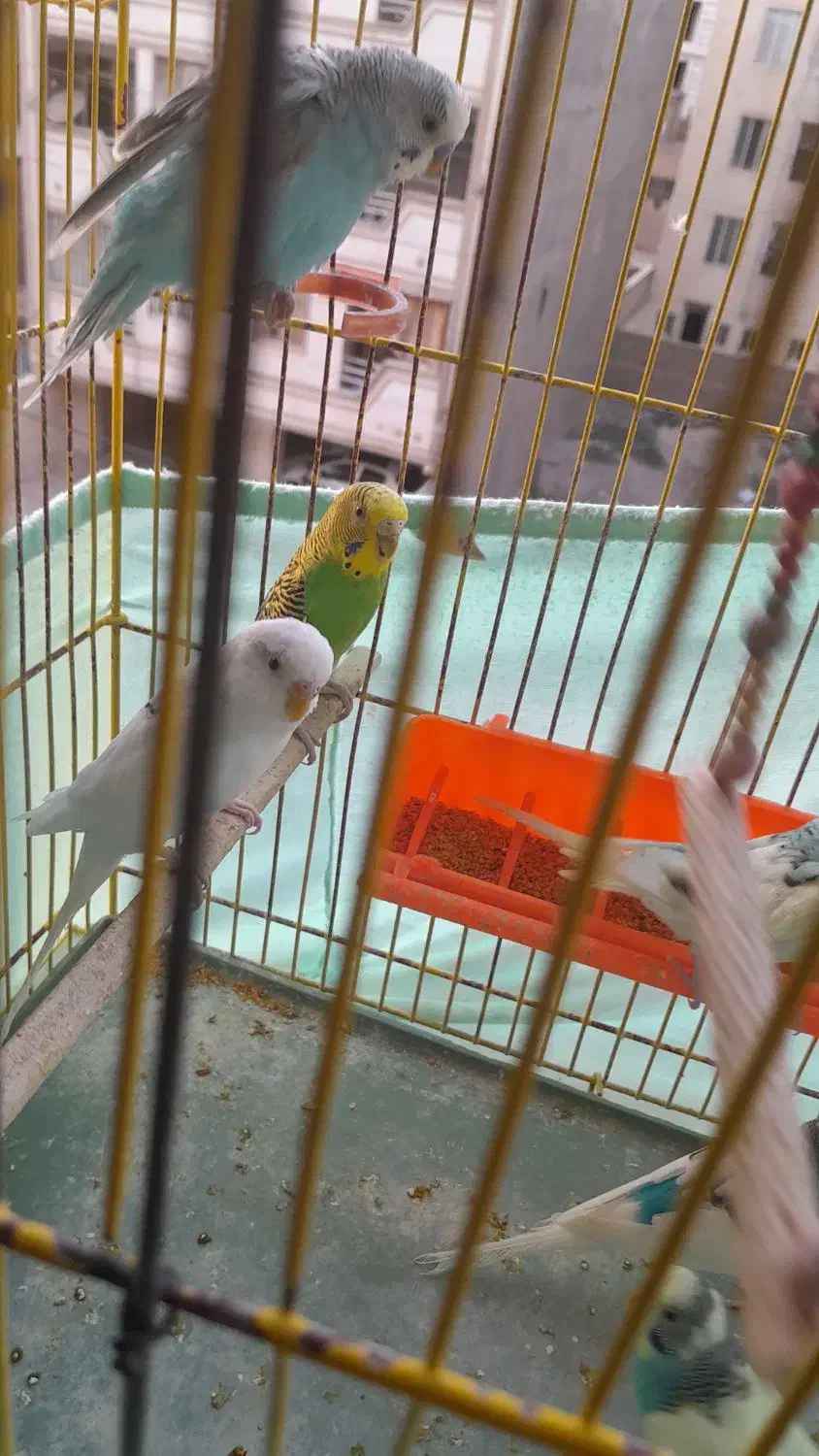 مرغ عشق زیبا|پرنده|گلستان (تهران), |دیوار