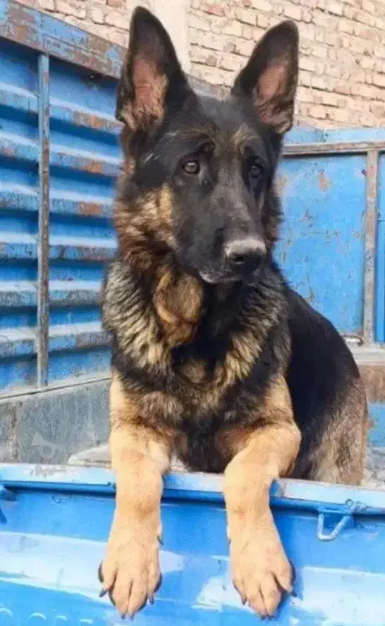 سگ ژرمن|سگ|میاندوآب, |دیوار