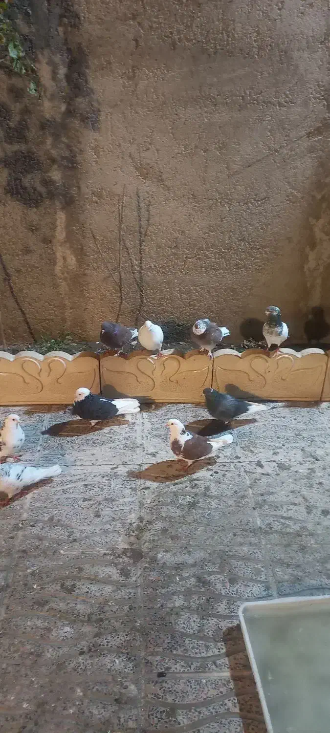 تعداد ۱۵ عددکفتر تهرانی|پرنده|بشاریات, |دیوار