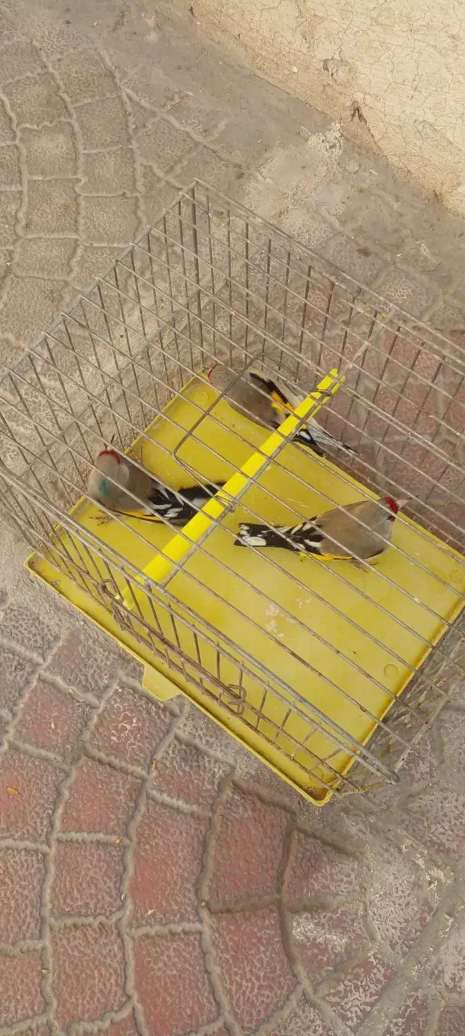 سهره|پرنده|تبریز, |دیوار