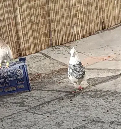 کبوتر طوقی|حیوانات|همدان, |دیوار