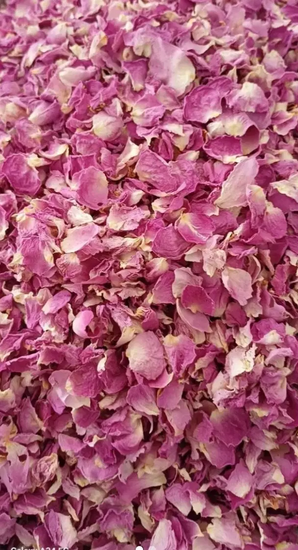 گل محمدی|گل و گیاه طبیعی|سبزوار, گلشن|دیوار