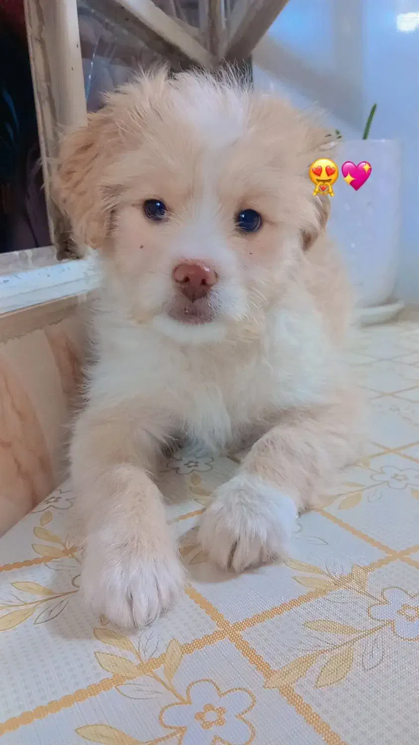 سگ نژاد اشپیتز گوش افتاده|سگ|کرمانشاه, |دیوار