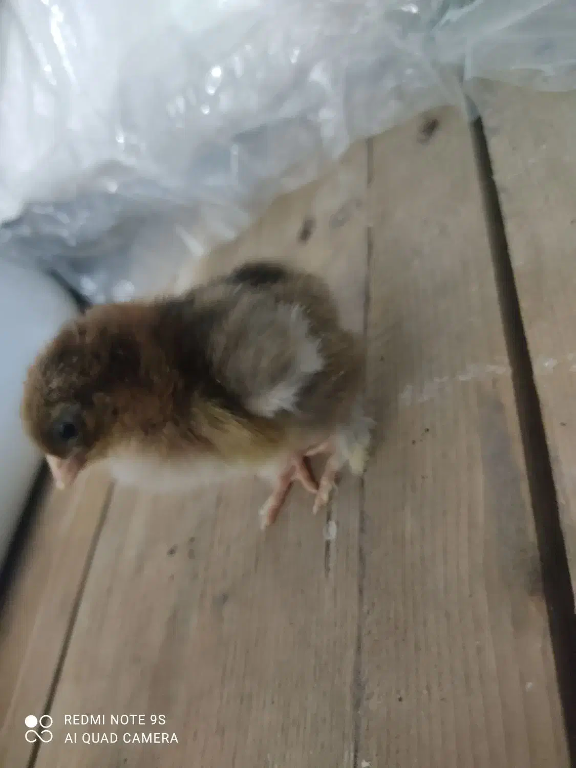 جوجه امپراطور|حیوانات مزرعه|فریدونکنار, |دیوار